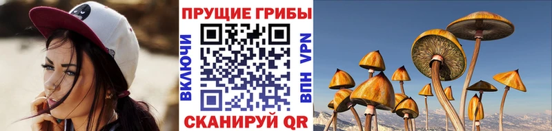 Купить  Красноармейск  Галлюциногенные грибы Psilocybine cubensis 